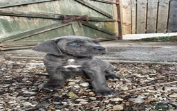 Cane Corso dogs for sale: Cane Corso puppies 9 week old 🫶❤️🫶 - Image 31