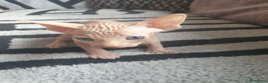 Sphynx Kitten 5