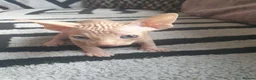 Sphynx cats for sale: Canadian sphynx ready to leave now  - Advert 32