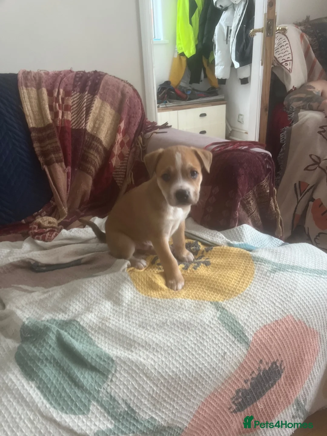 Mixed Breed dogs for sale: Little boy left  - Advert 4