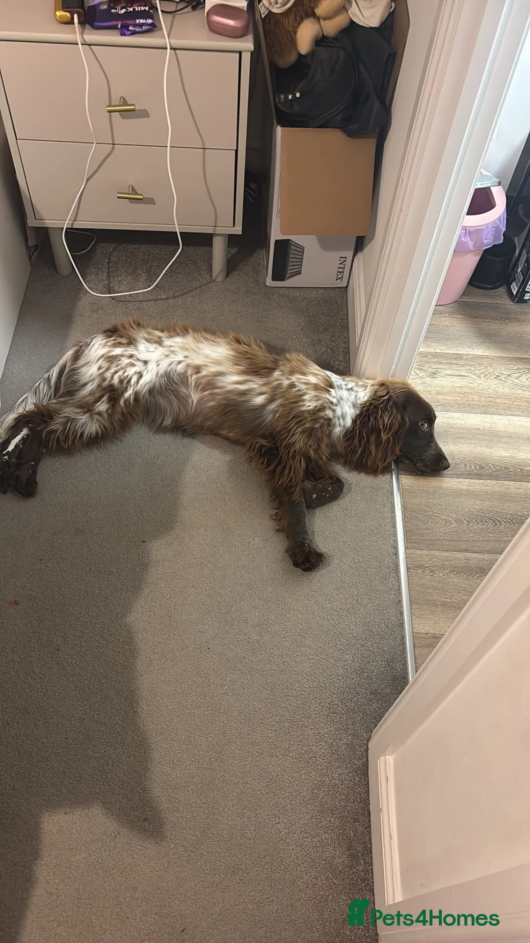 Sprocker dogs for sale: 8 month old sprocker in Abingdon - Advert 2