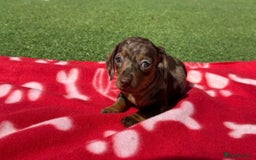 Miniature Dachshund dogs for sale: 5 miniature dachshund puppies - Image 7