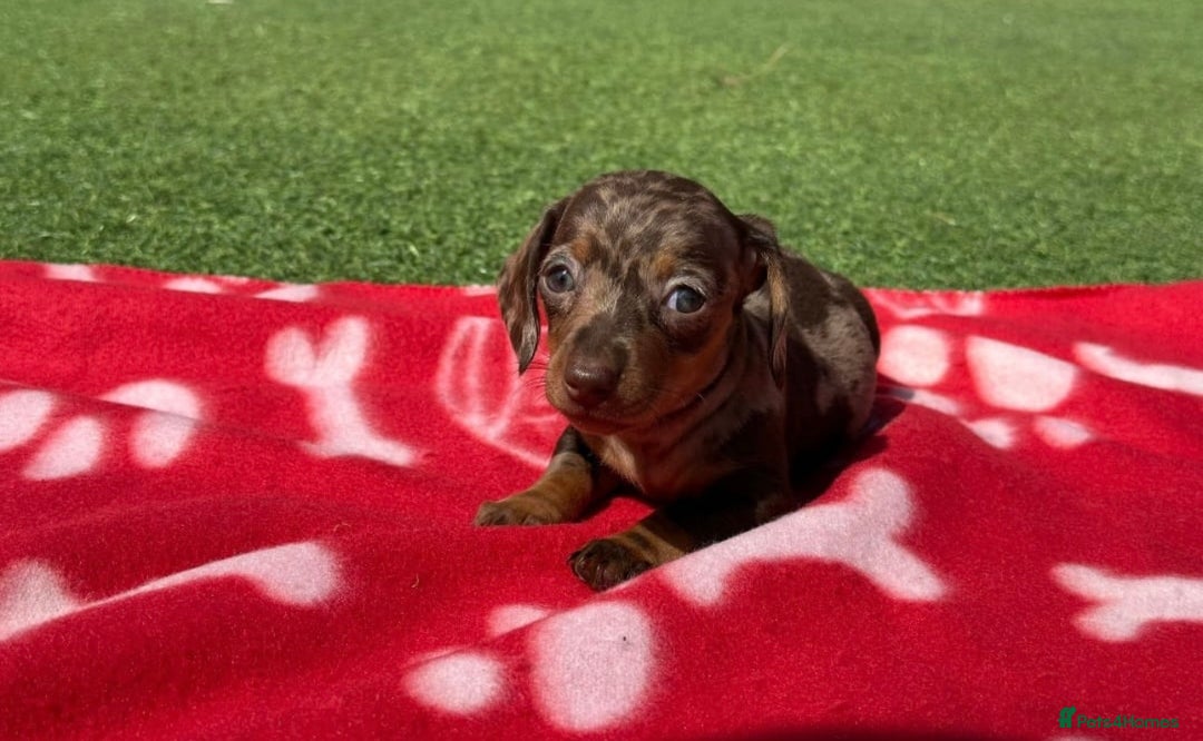 Miniature Dachshund dogs for sale: 5 miniature dachshund puppies - Image 7