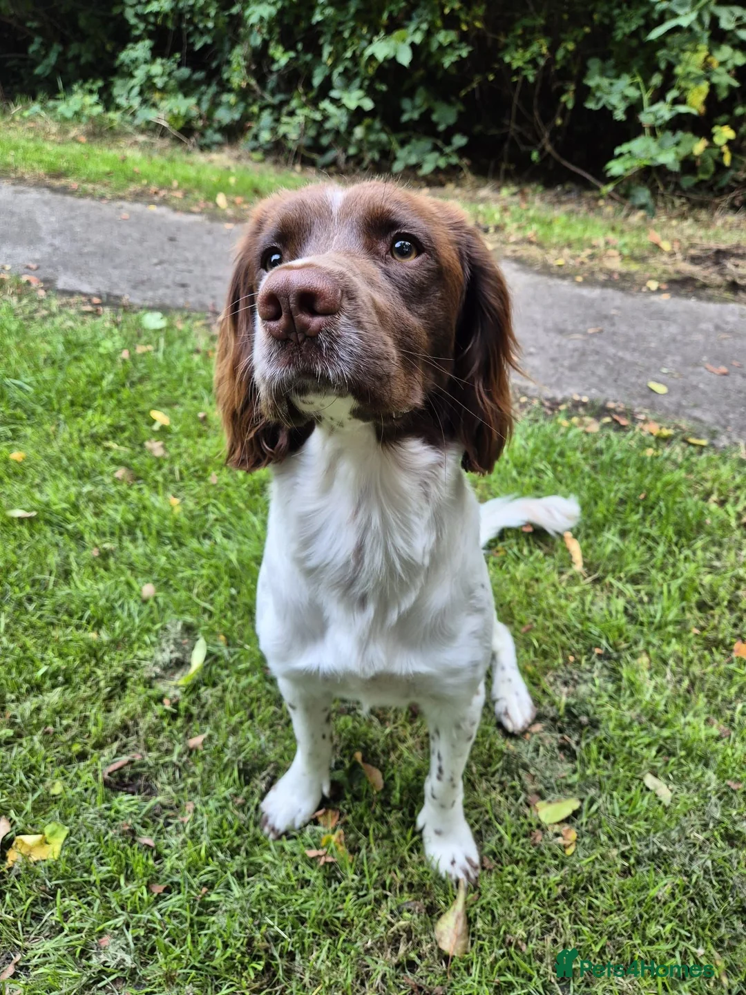 English Springer Spaniel dogs for stud: English Springer Spaniel for Stud in Hebburn - Advert 2