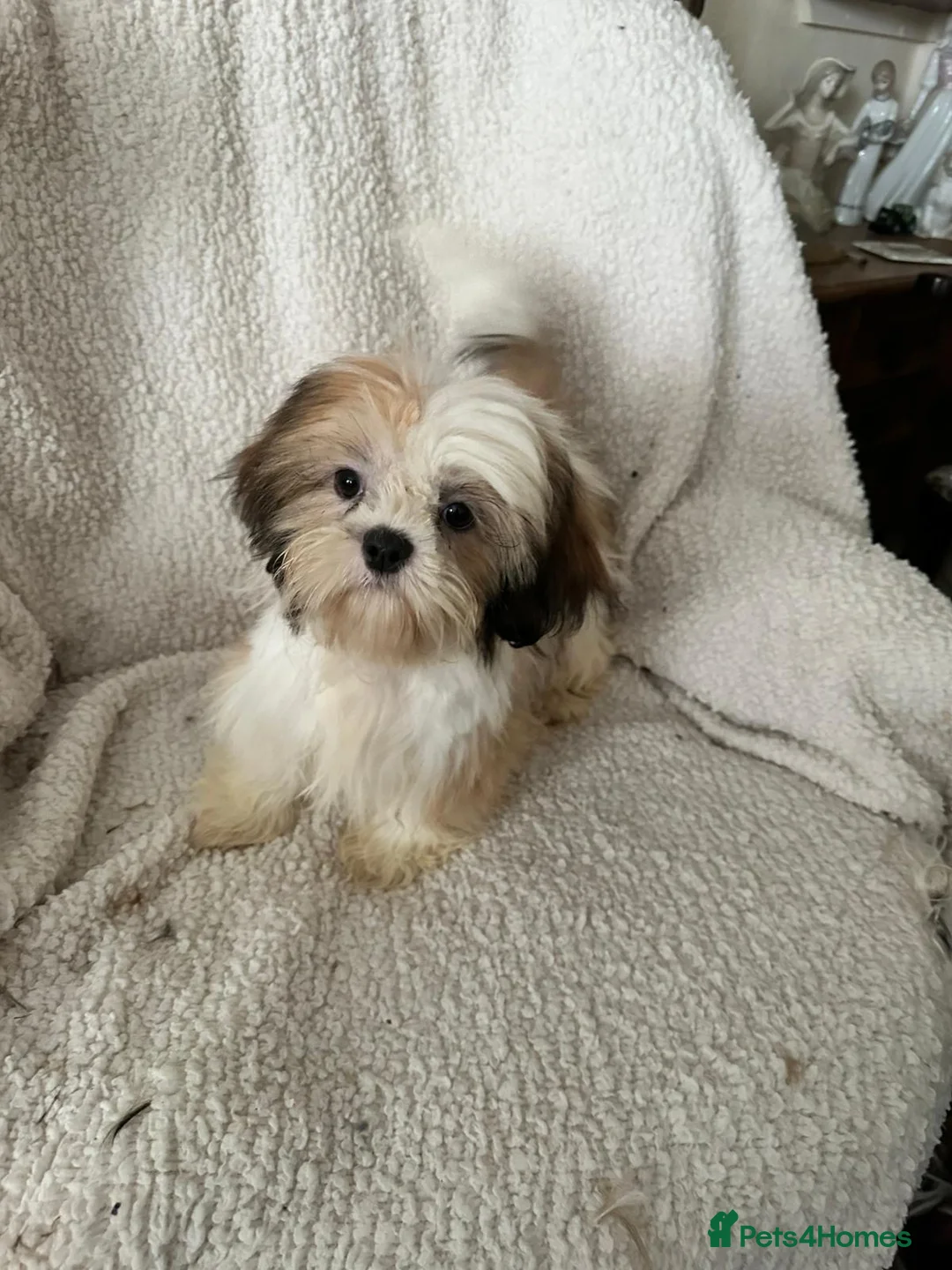 Shih Tzu dogs for sale: 4 Shih Tzu bitches - Advert 4