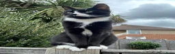 Mixed Breed cats for sale: Kittens for sale in Feltham - Advert 1