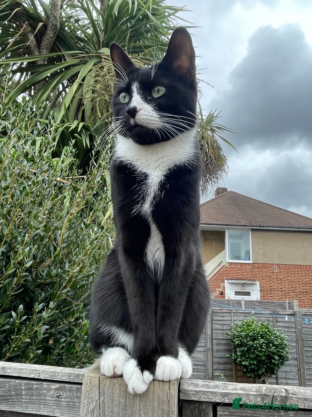 Mixed Breed cats for sale: Kittens for sale in Feltham - Advert 1
