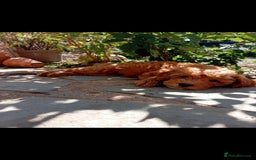 Cockapoo dogs for sale: Beautiful family of cockerpoos - Image 30