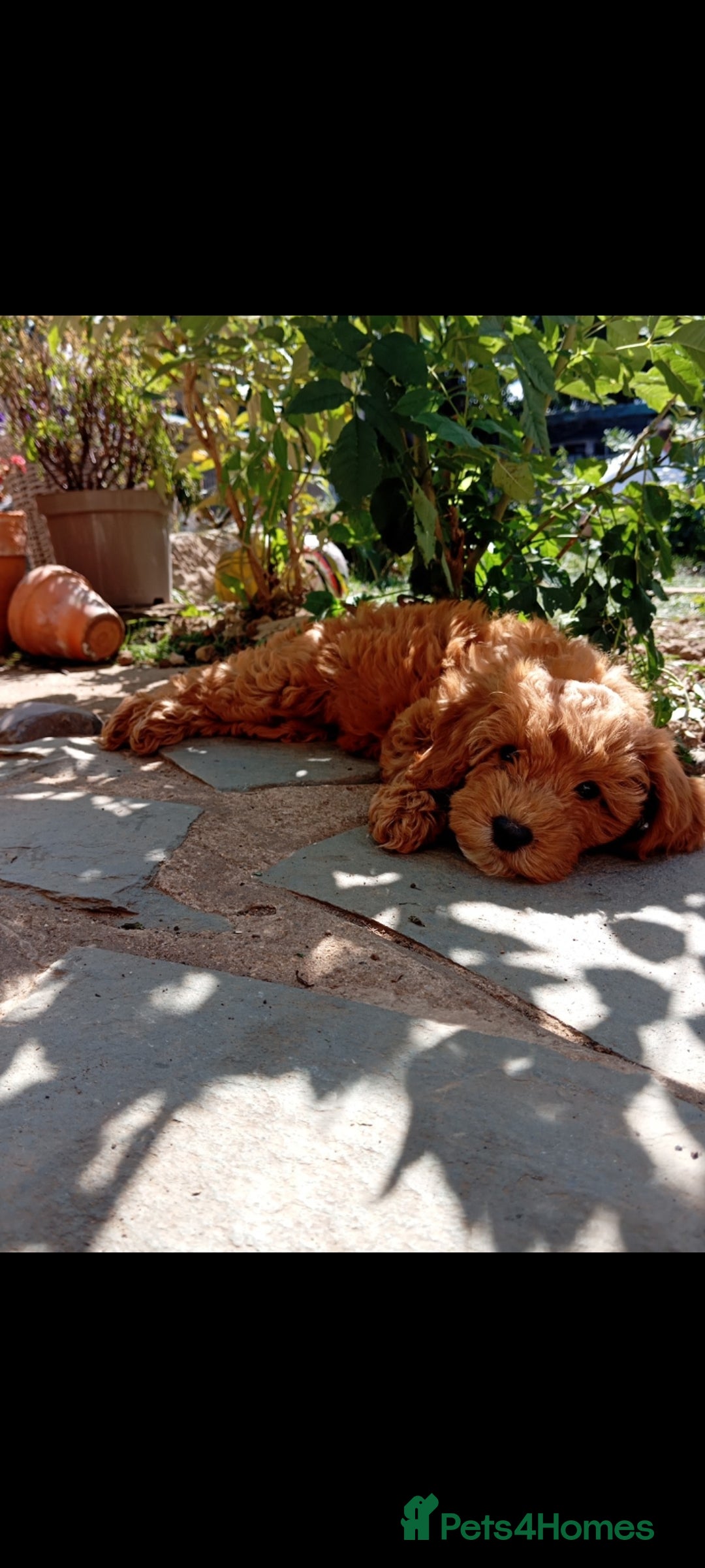 Cockapoo dogs for sale: Beautiful family of cockerpoos - Image 30