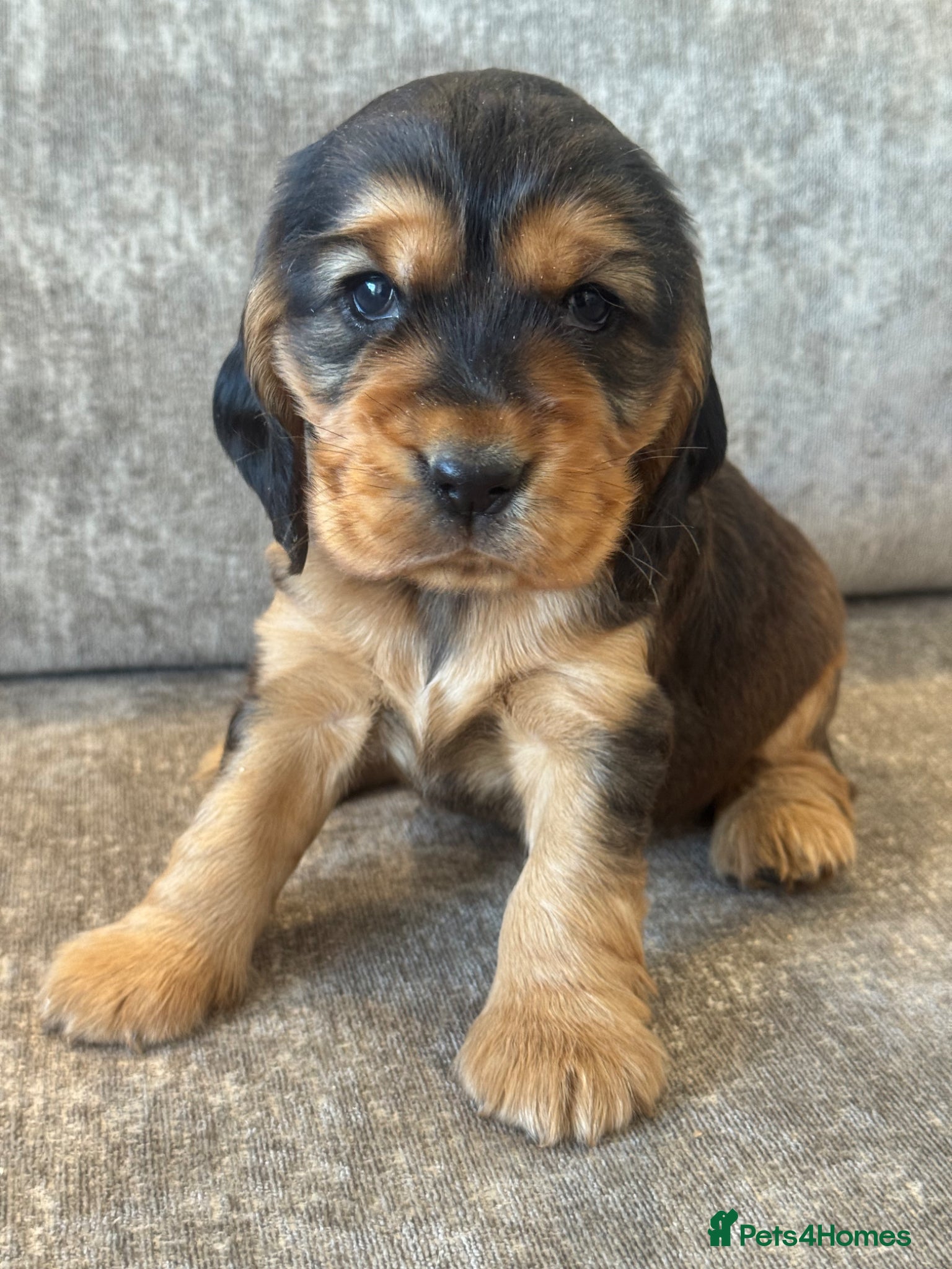 Cocker Spaniel dogs 100% SHOWTYPE KC REGISTERED HEALTH TESTED  - Advert 4