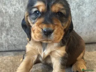 Cocker Spaniel dogs 100% SHOWTYPE KC REGISTERED HEALTH TESTED - Advert 4