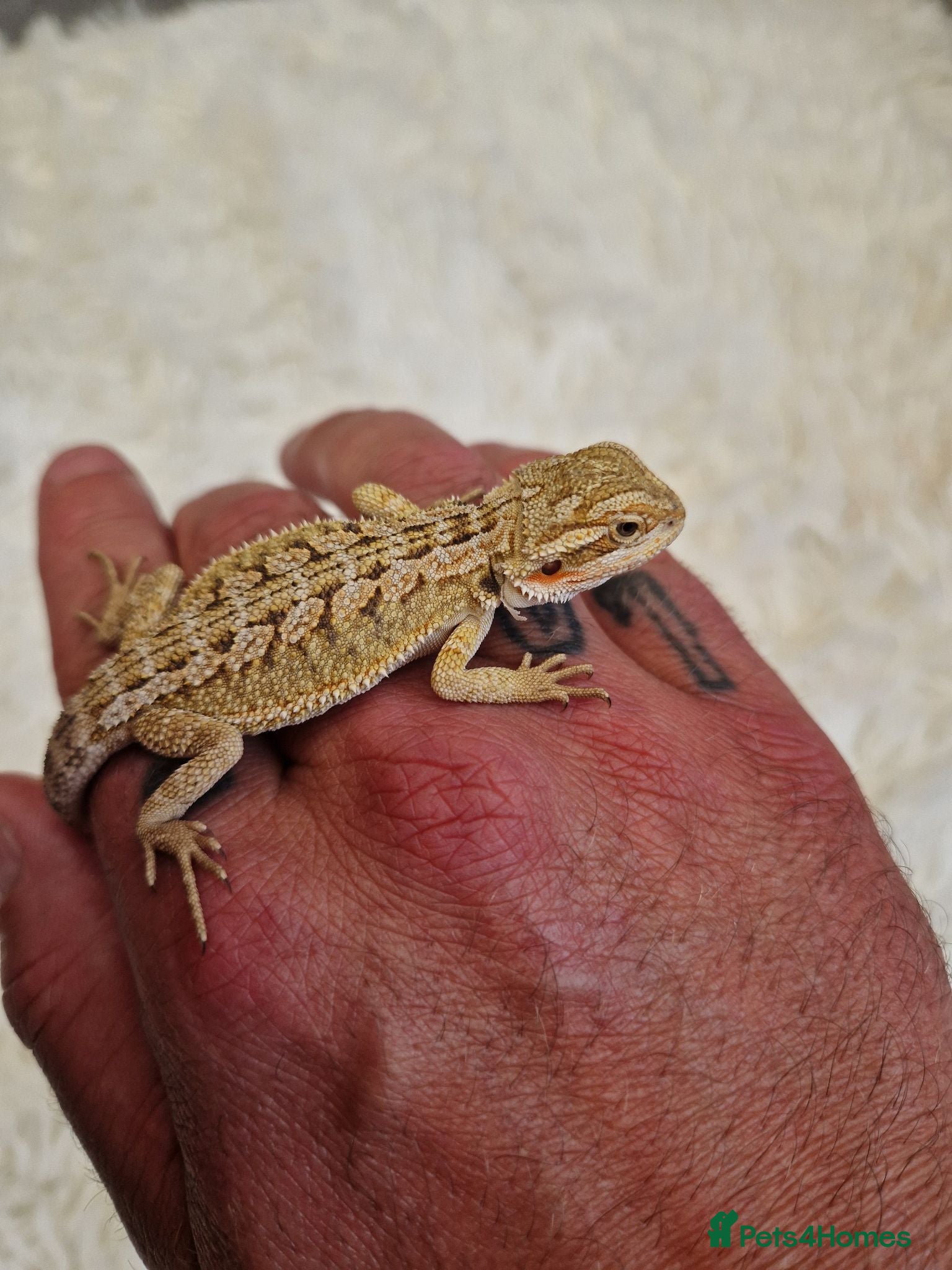 Bearded Dragon reptiles Bearded dragons - Advert 11