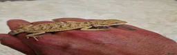 Bearded Dragon reptiles for sale: Bearded dragons - Advert 1