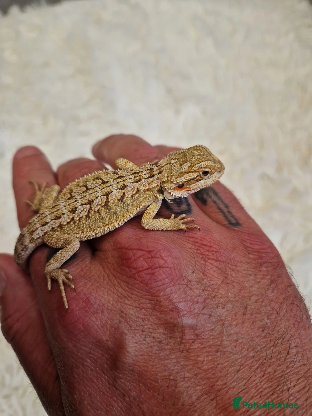 Bearded Dragon reptiles for sale: Bearded dragons - Advert 1