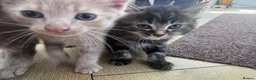 Mixed Breed cats for sale: Last remaining kittens  - Advert 2