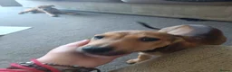 Lurcher dogs for sale: Beautiful Working Stock Male Lurcher Puppy - Advert 5