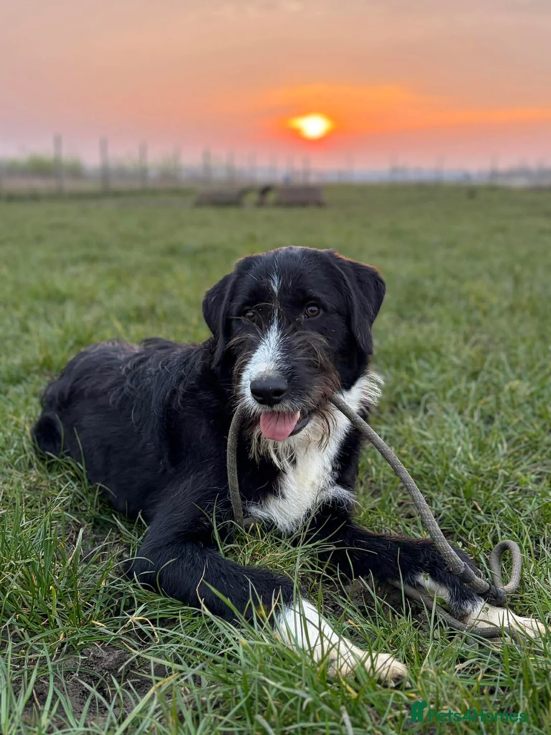 Mixed Breed dogs for adoption: Adonis - A Loyal Companion For The Right Home in Worcester - Advert 6