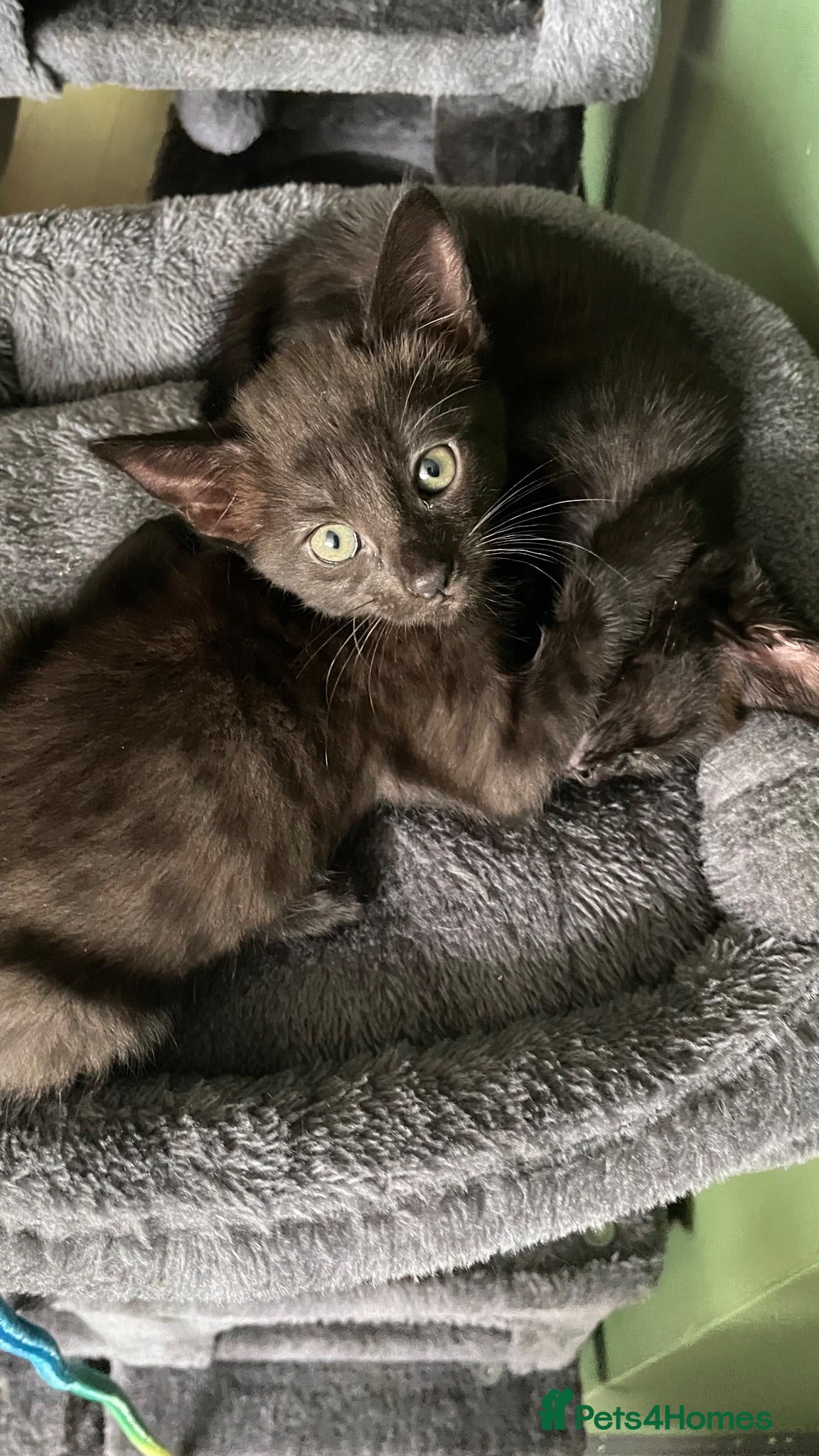 Mixed Breed cats 2 female kittens looking for loving home - Advert 13