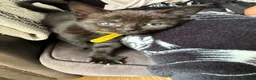 Mixed Breed cats for sale: 6 Beautiful Kittens Available  - Advert 7