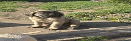 Mastiff dogs for sale: Kc reg old Ellis’s mastiff puppies - Advert 5