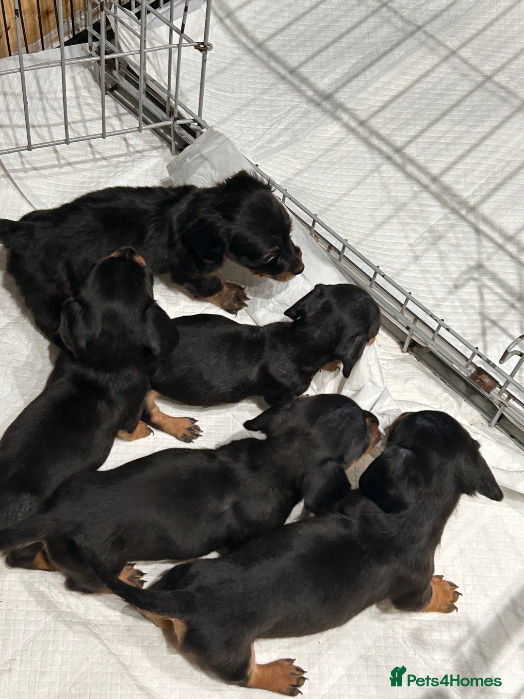 Dachshund dogs for sale: Dachshund pups for sale - Advert 2