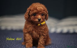 Toy Poodle dogs for sale: READY TO GO ASIAN DARK RED TOY POODLE PUPPIES - Image 5