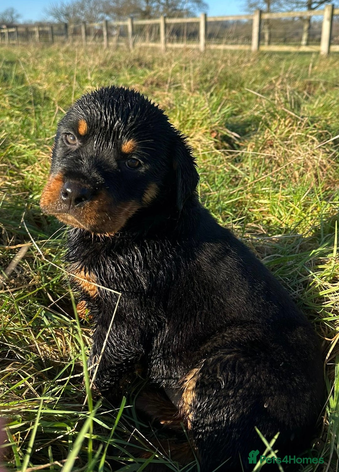 Rottweiler dogs for sale: Stunning chunky Rottweiler puppies - Advert 28