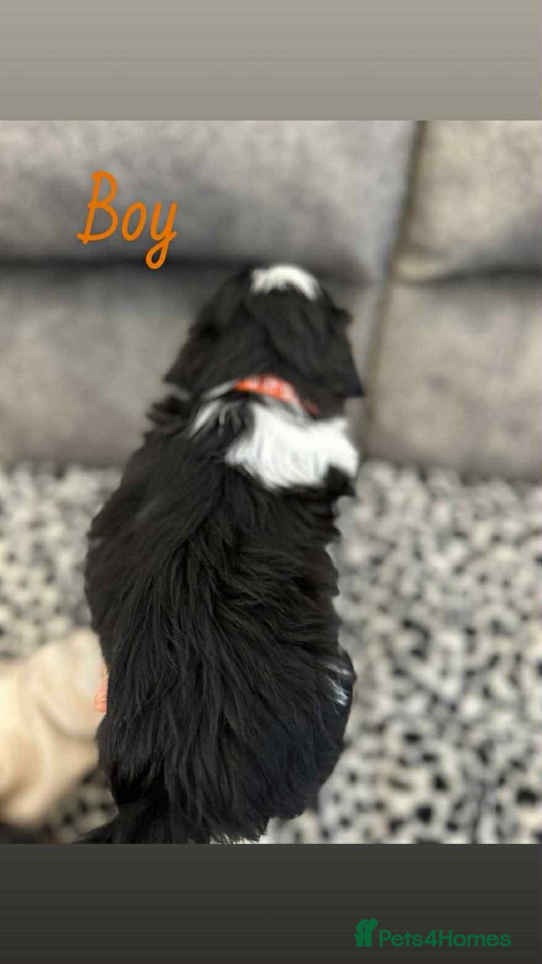 Shih Tzu dogs for sale: 🩷 Beautiful Shitzu Puppies 🩷 - Image 18