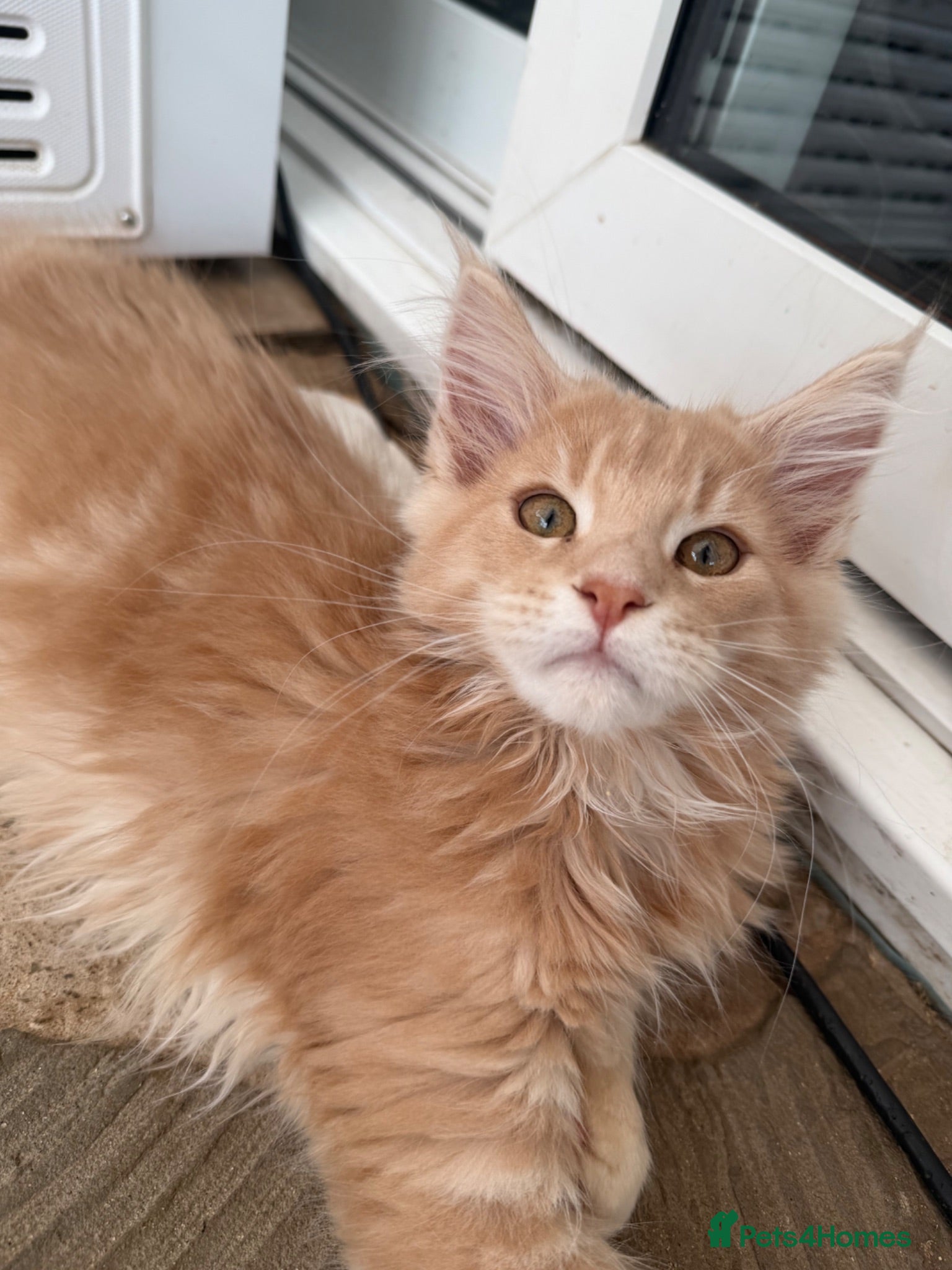 Maine Coon cats XL TICA Maine coon kittens - Advert 5