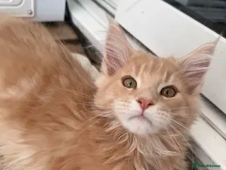 Maine Coon cats XL TICA Maine coon kittens - Advert 5