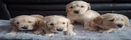 Golden Retriever dogs for sale: 1 KC girl ready for a new home! - Advert 18