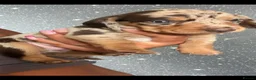 Dachshund dogs for sale: KC Registerd miniture daushands - Advert 5
