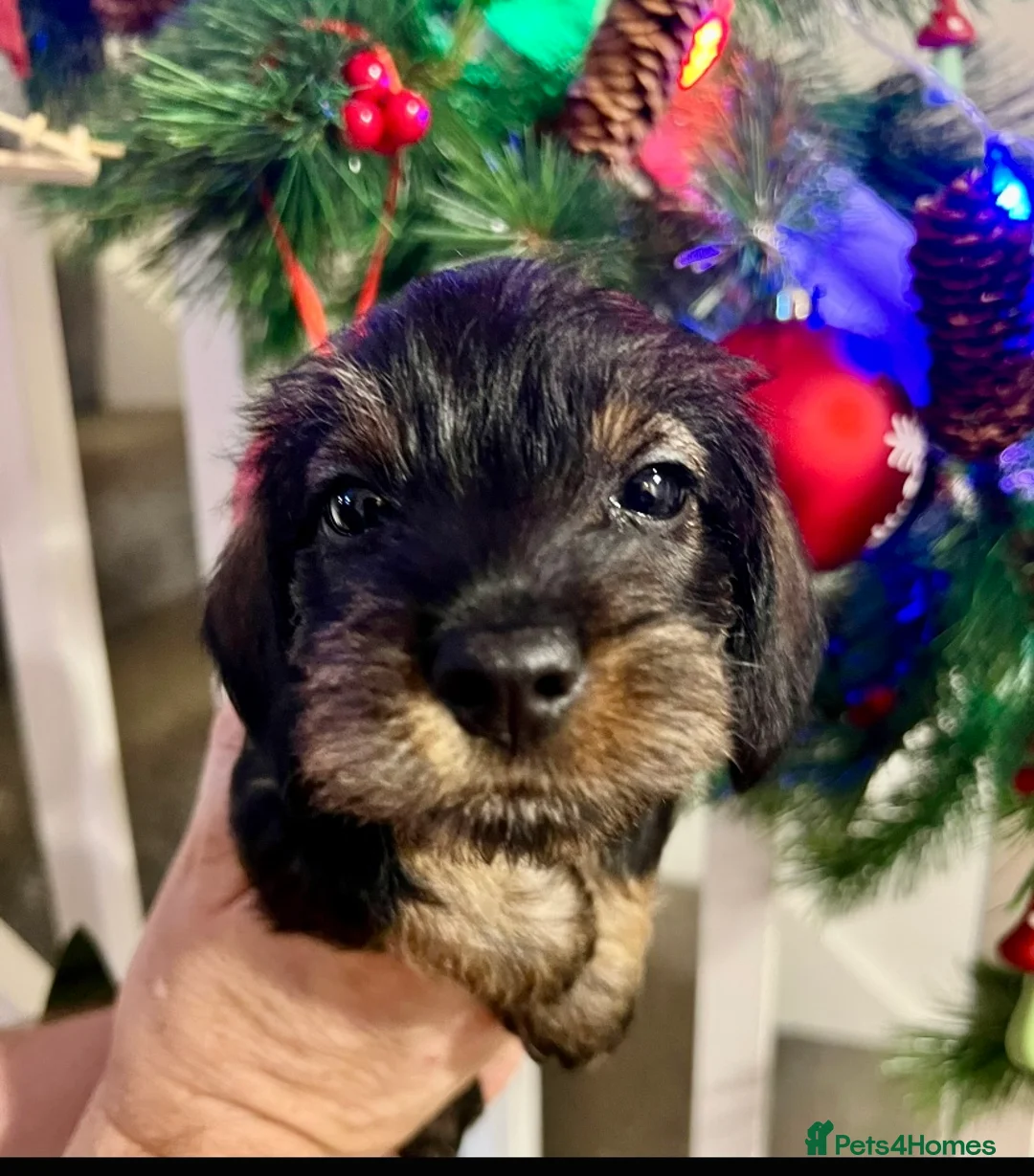 Miniature Dachshund dogs for sale: Miniature wirehaired daschunds - Advert 18