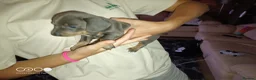 Miniature Dachshund dogs for sale: Miniature dachshund  in Swansea - Advert 4