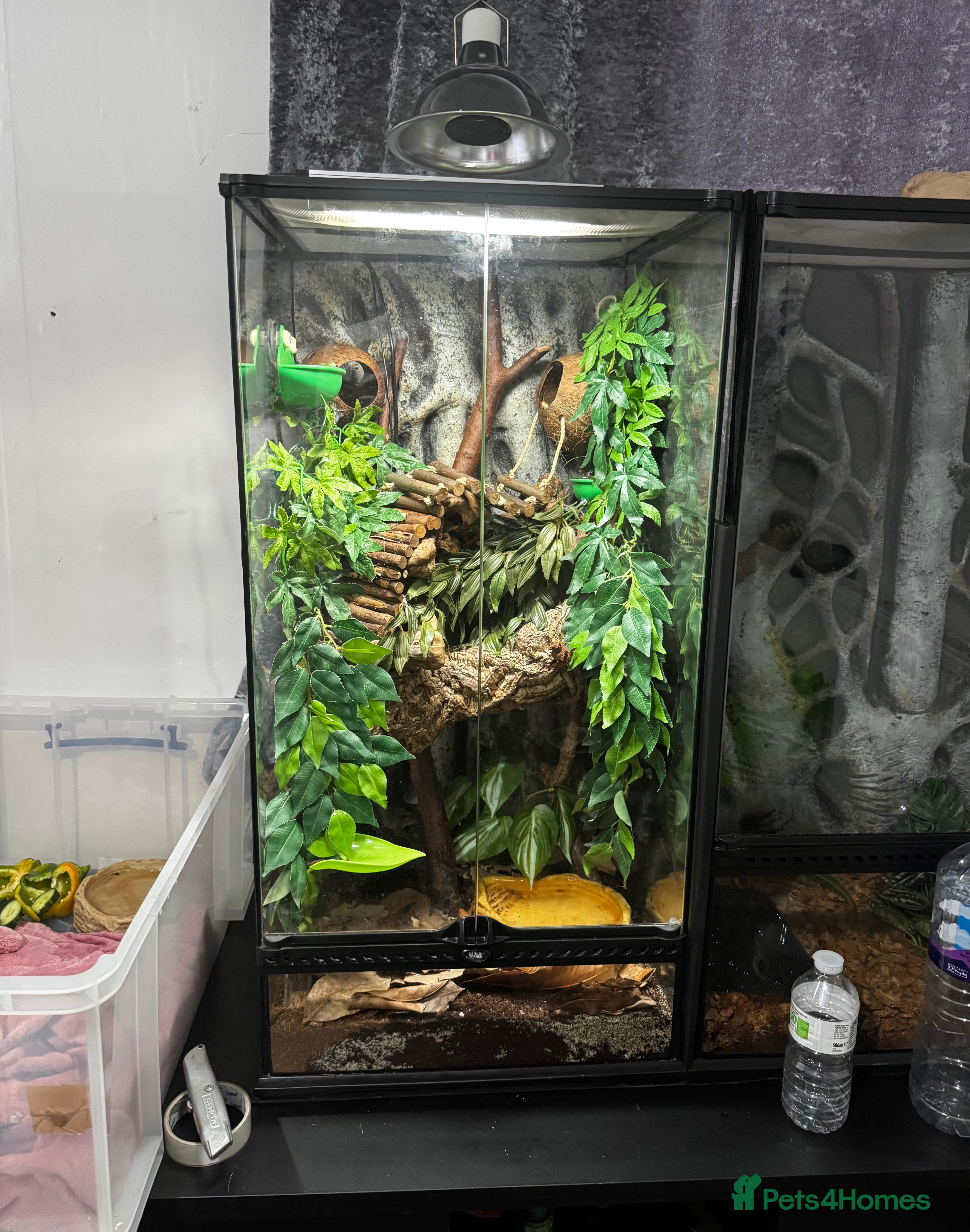 Frog reptiles 4 whites tree frog and enclosure - Advert 8