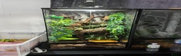 Frog reptiles for sale: 4 whites tree frog and enclosure - Advert 1