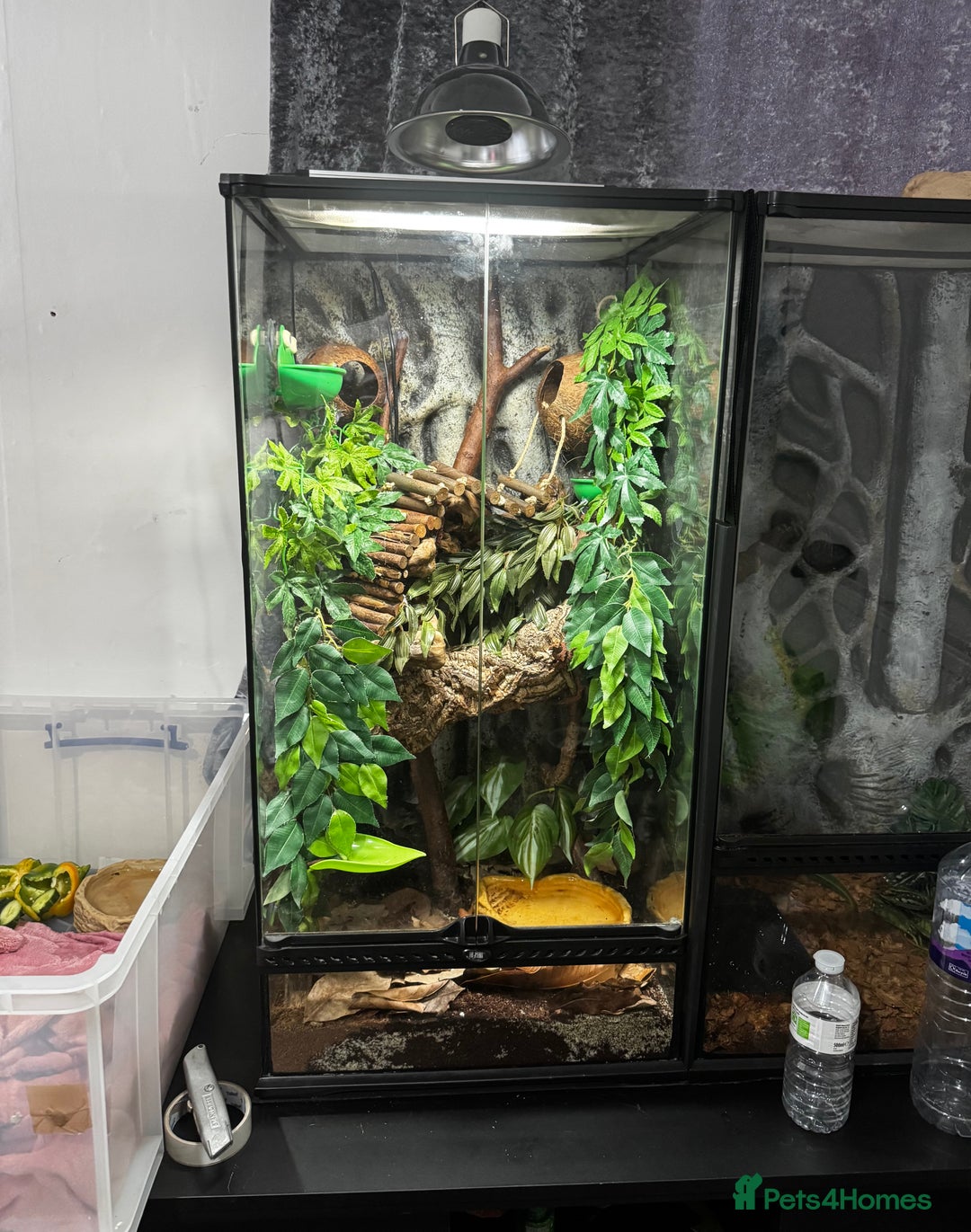 Frog reptiles for sale: 4 whites tree frog and enclosure - Advert 1