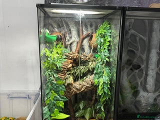 Frog reptiles 4 whites tree frog and enclosure - Advert 1