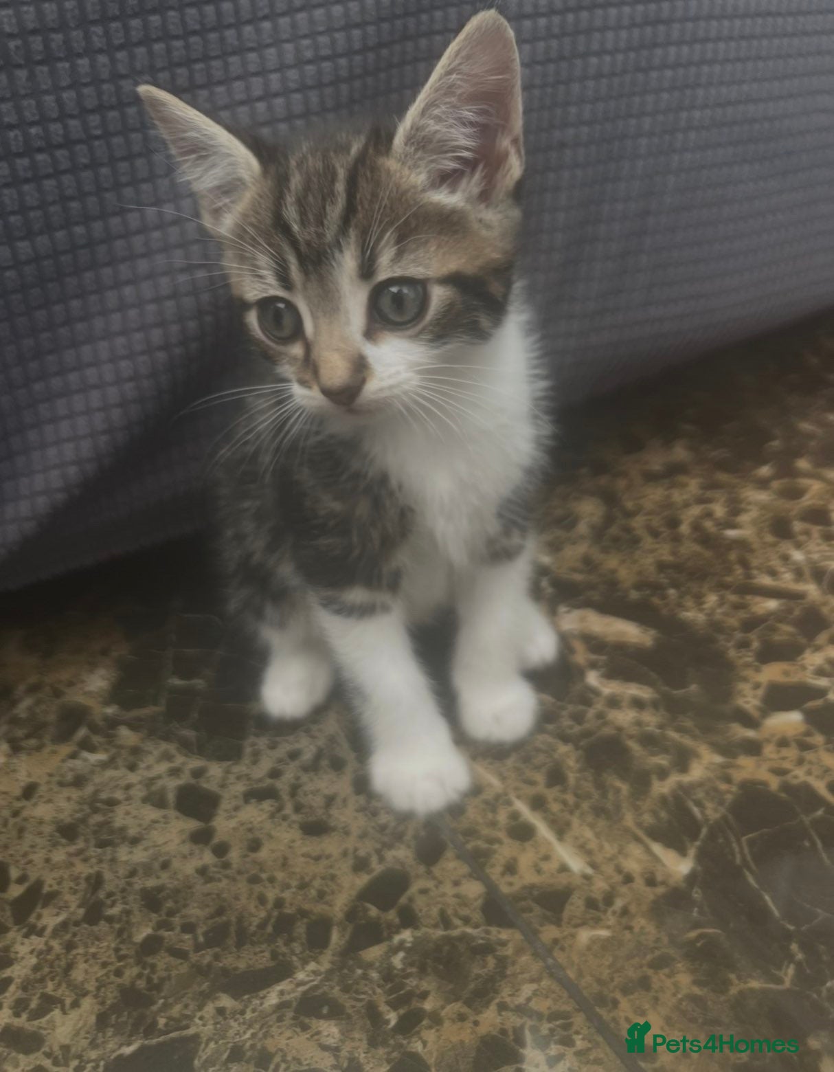 Mixed Breed cats 3 kittens to be go to loving houses  - Advert 4