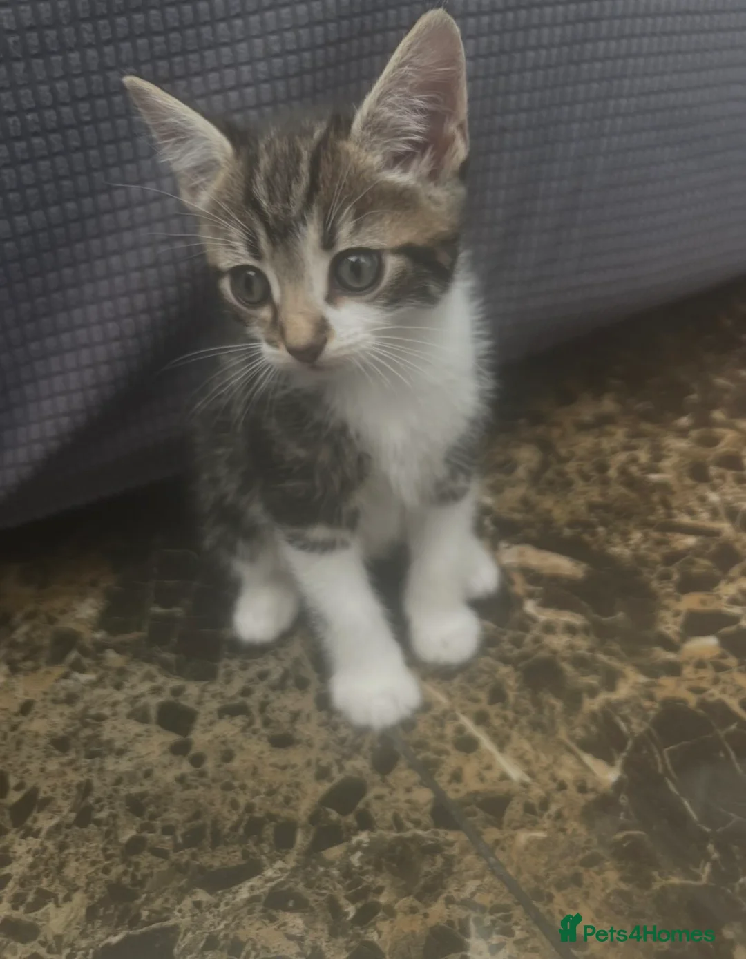 Mixed Breed cats for sale: 3 kittens to be go to loving houses  - Advert 1