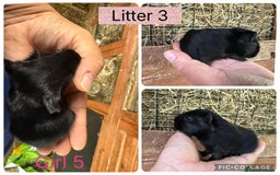 Guinea Pig rodents for sale: Beautiful baby guinea pigs  - Image 14
