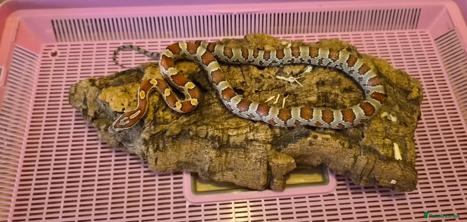 Corn Snake reptiles for sale: 10 month old corn snakes - Advert 3