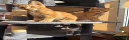 Maine Coon cats for sale: TORTOISESHELL MAINE COON X KITTENS - Advert 10