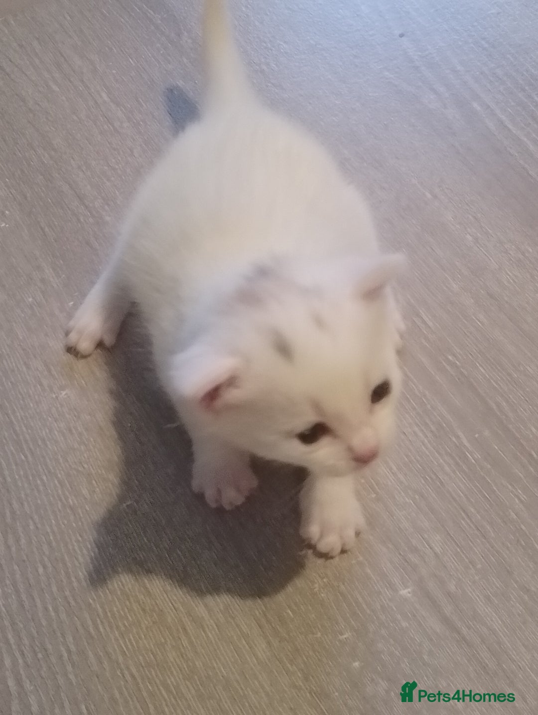 Turkish Angora cats for sale: Turkish angora kittens  - Advert 16