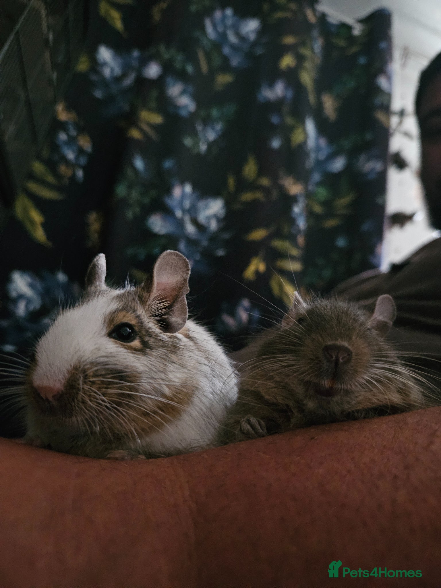 Degus rodents 2 male degus for rehoming - Advert 3