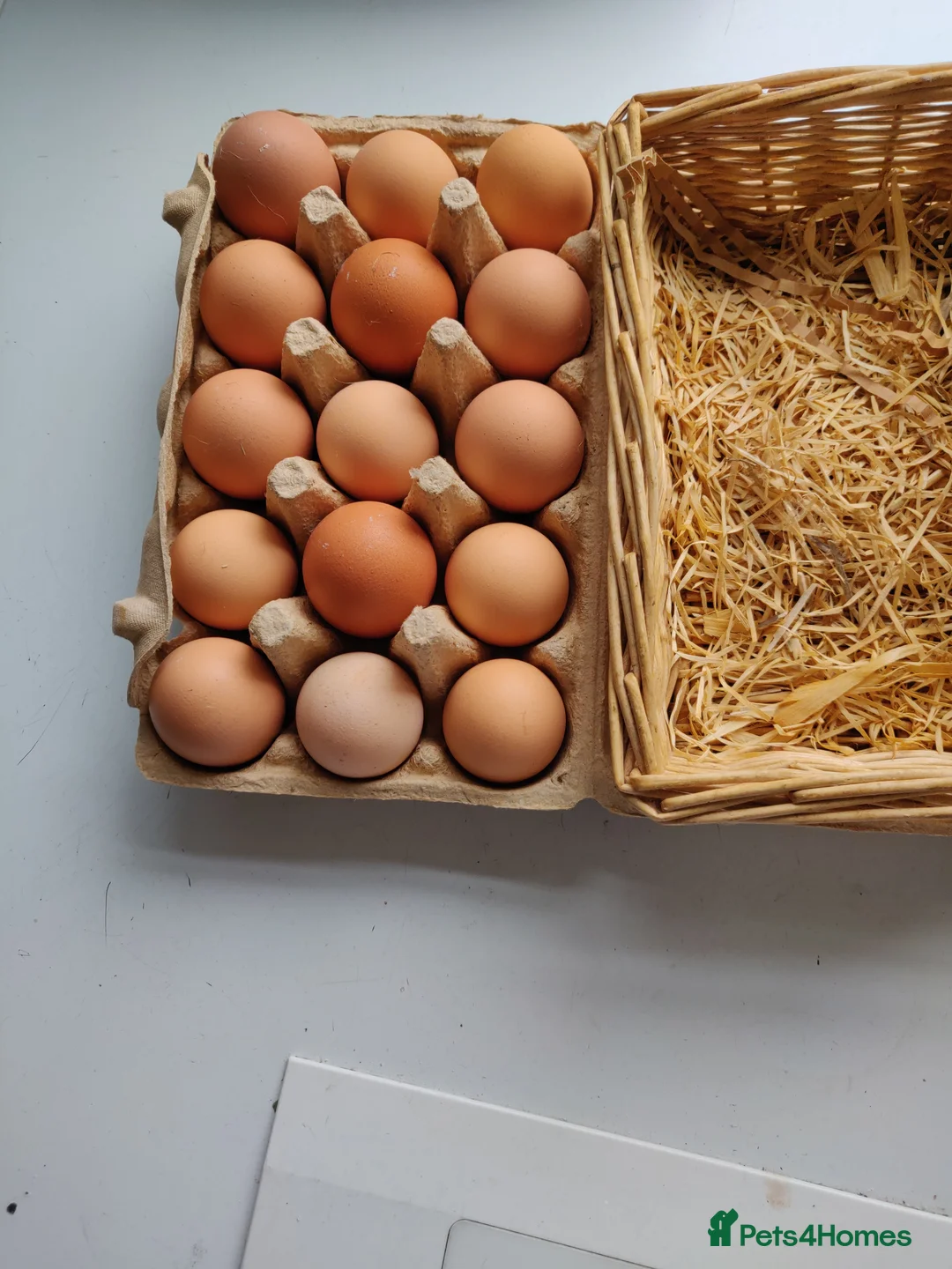 Mixed Breed livestock for sale: Fertile eggs for hatching in London  - Advert 16