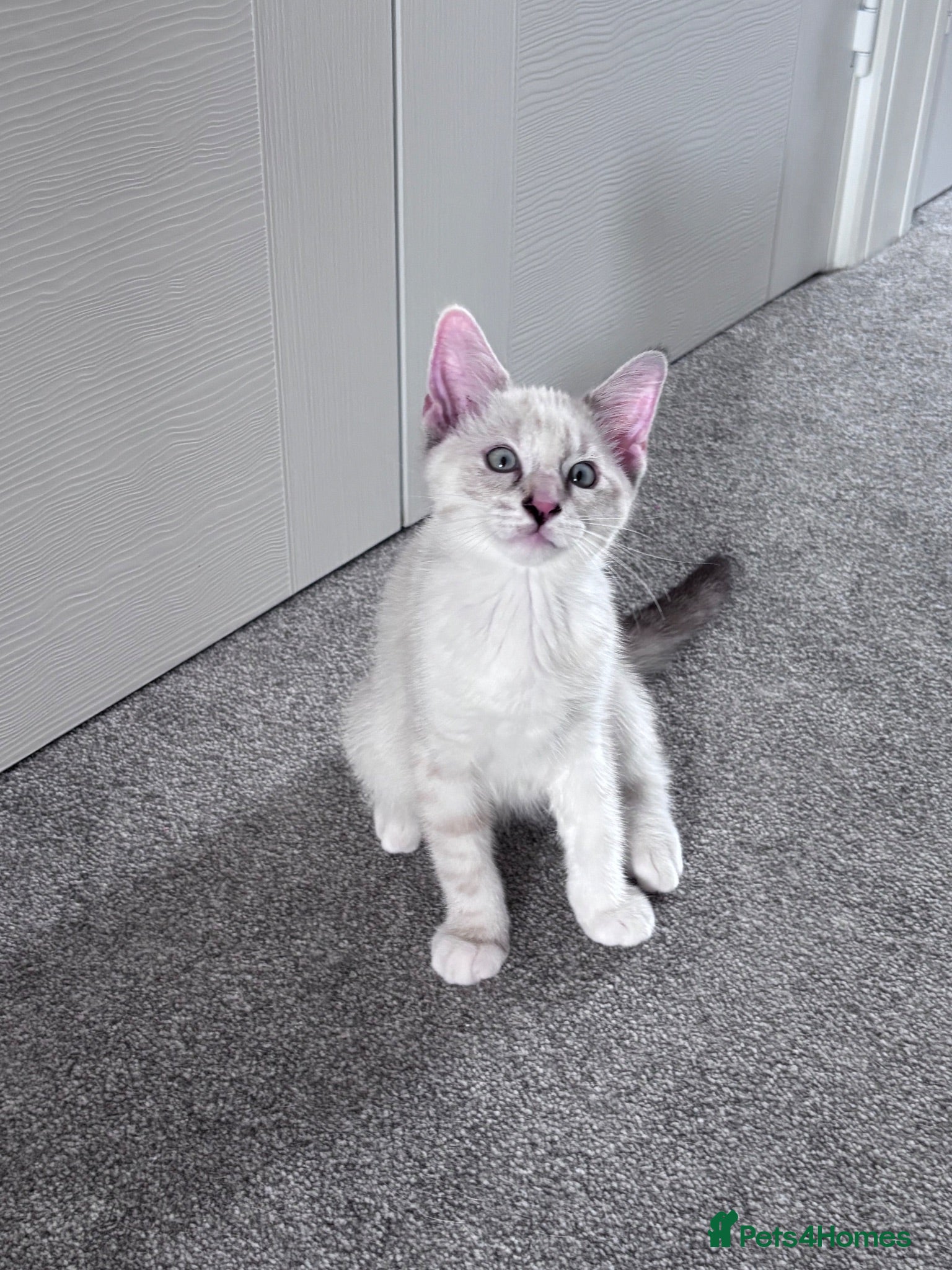 Mixed Breed cats Beautiful ragdoll x kittens - Advert 10