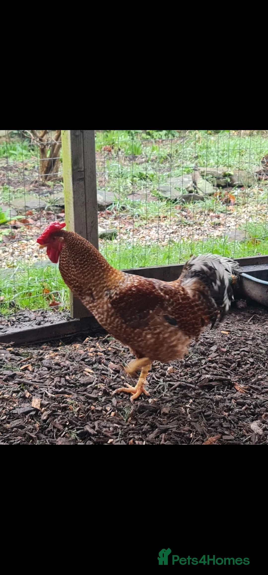 Mixed Breed poultry for sale: Two beautiful cockerels looking for new home. - Advert 8