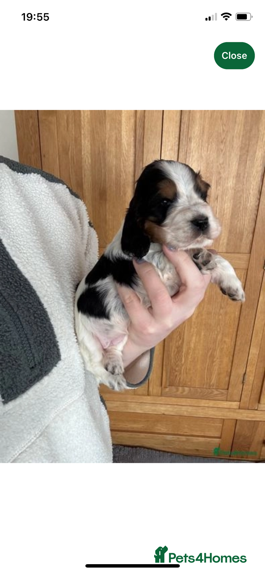 Cocker Spaniel dogs for sale: Cocker Spaniel - Show type - the calm type - Image 25