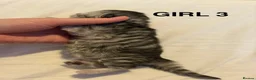 Persian cats for sale: all kittens on hold - Advert 21